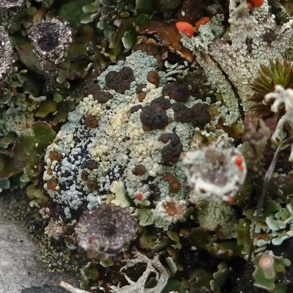 Trapeliopse granuleuse