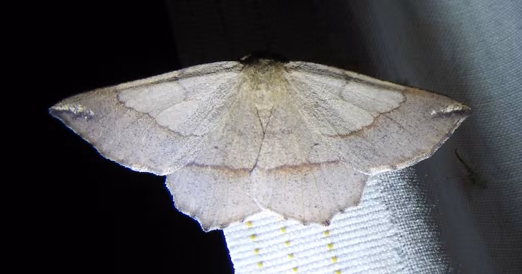 Scrub Euchlaena Moth, Adult
