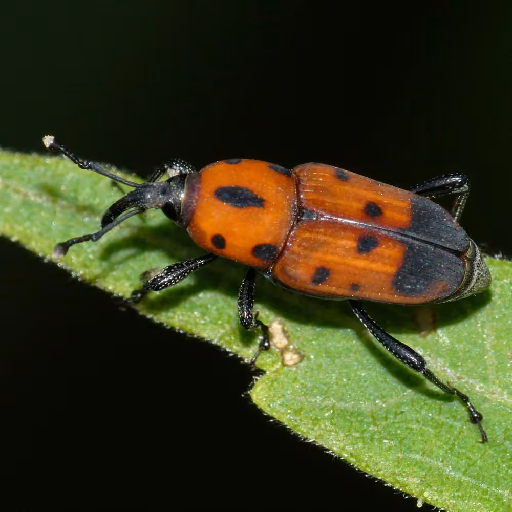 Cocklebur Weevil