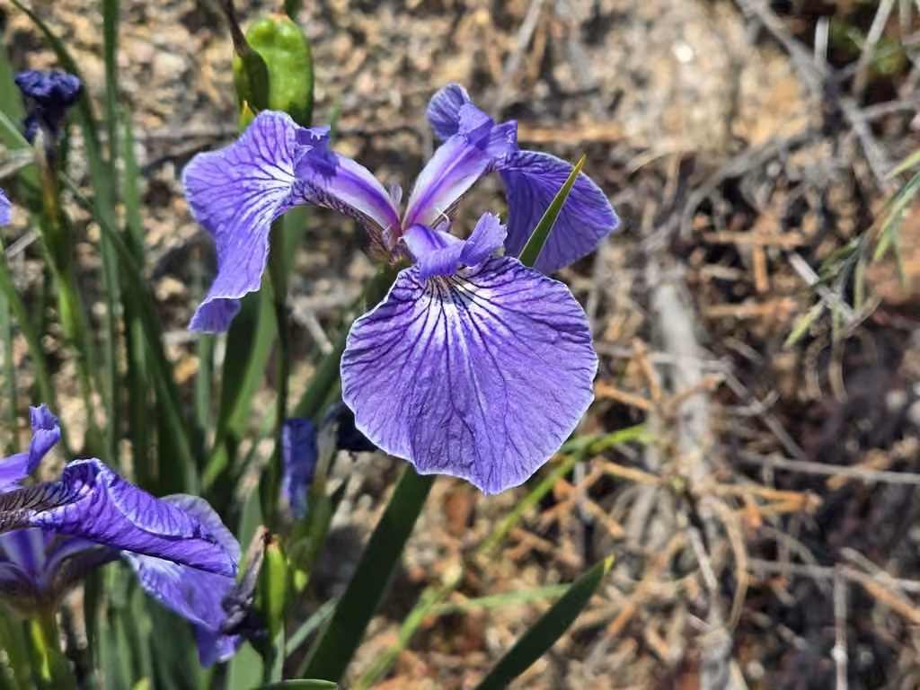 Canada beachhead iris, In fruit