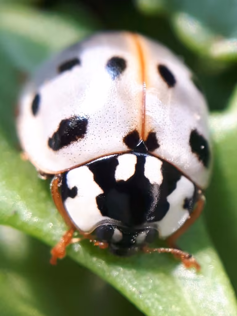 Coccinelle à quinze points, photo 1 sur 5