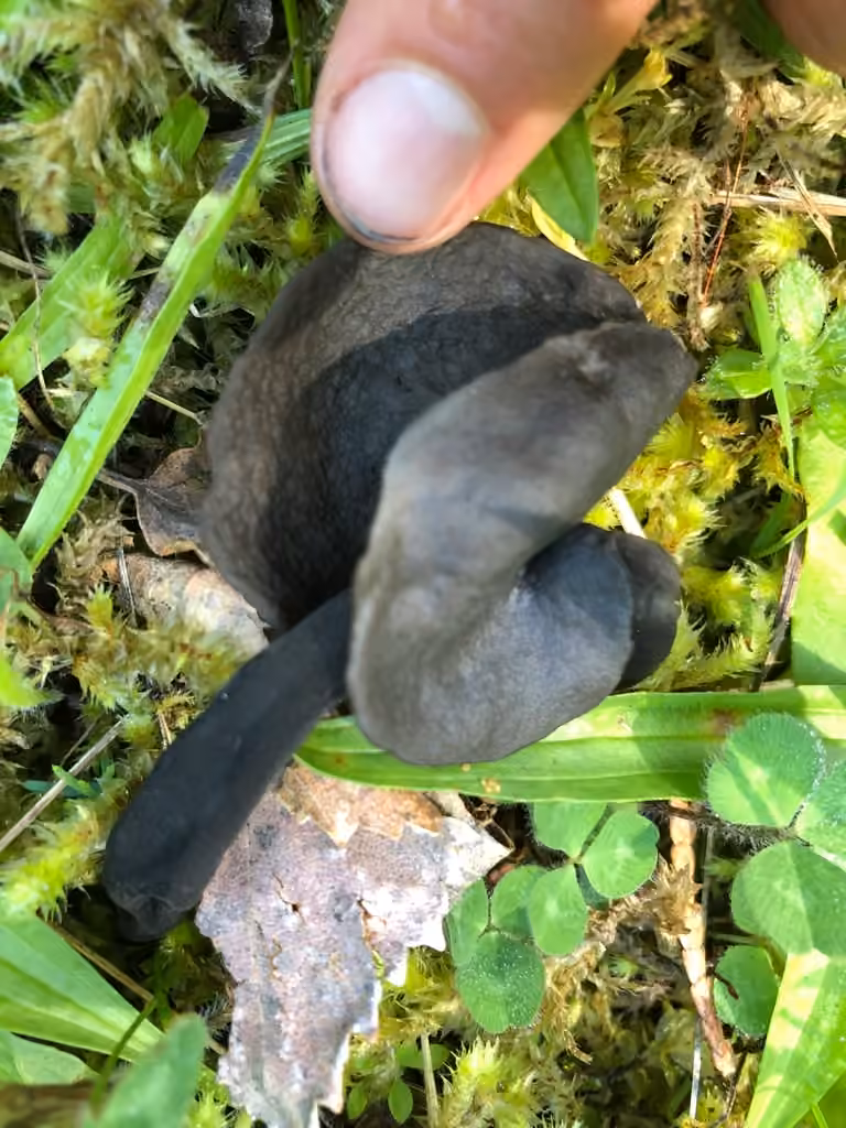 Dark elfin saddle, photo 2 of 5