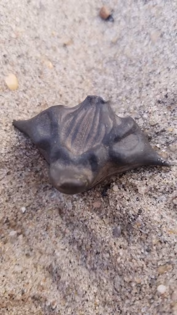 Water chestnut, In fruit