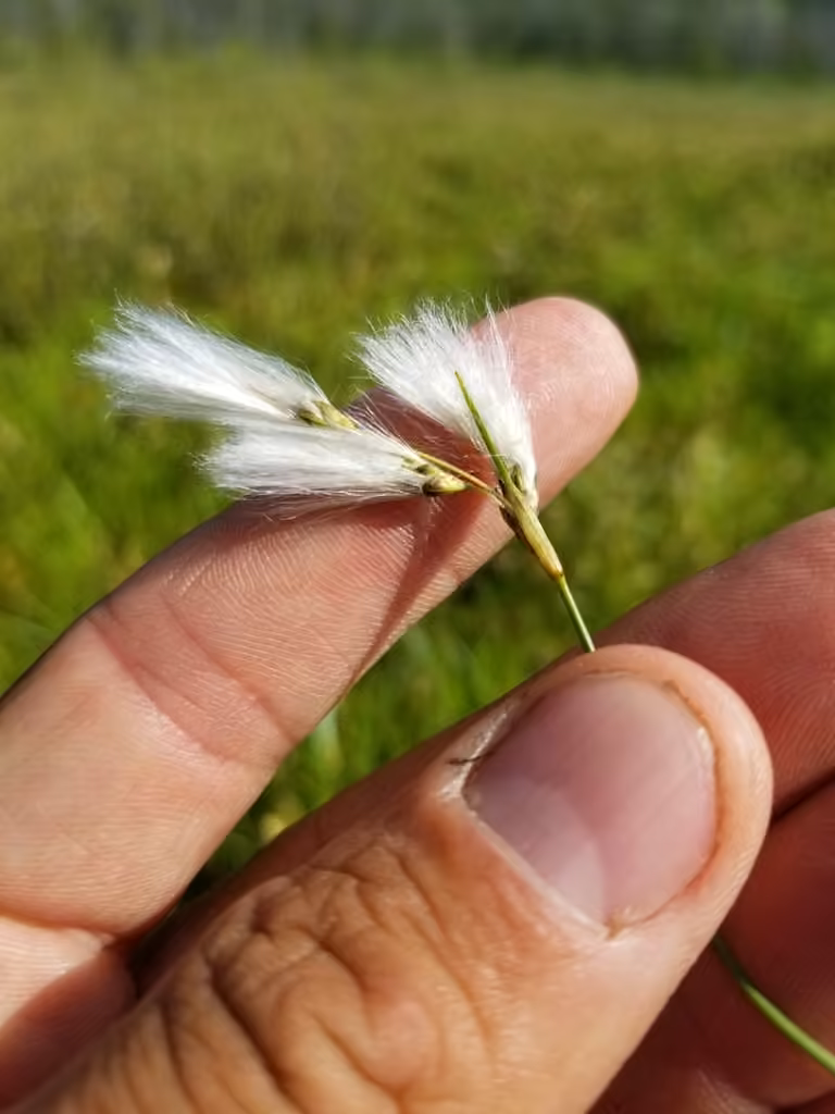 Linaigrette ténue, photo 1 sur 5