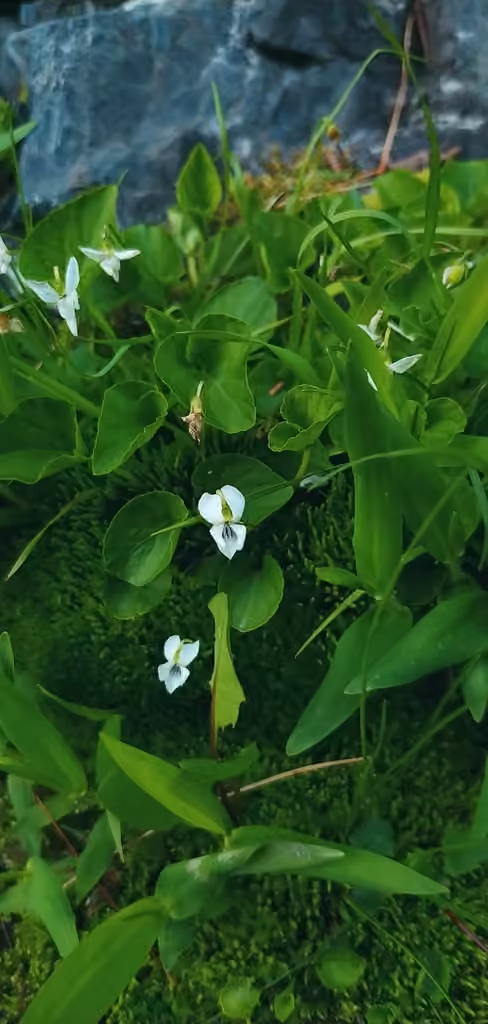 Northern white violet, In fruit