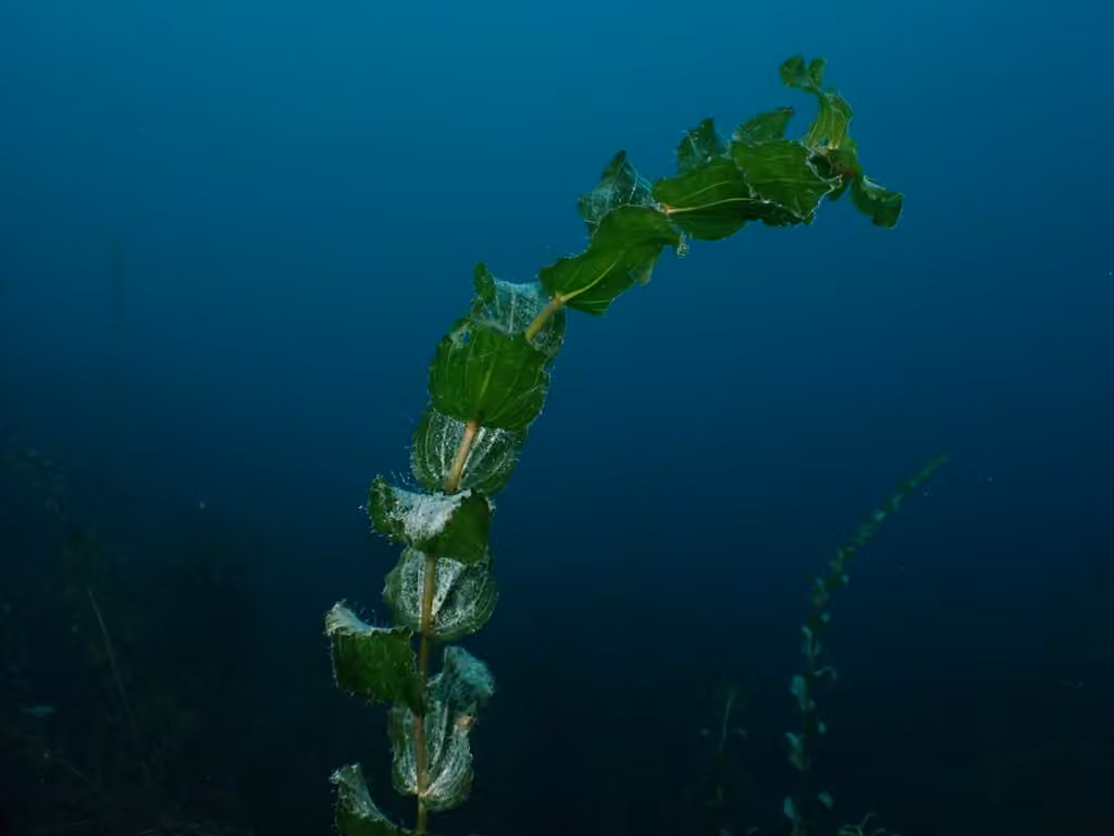 Potamot perfolié