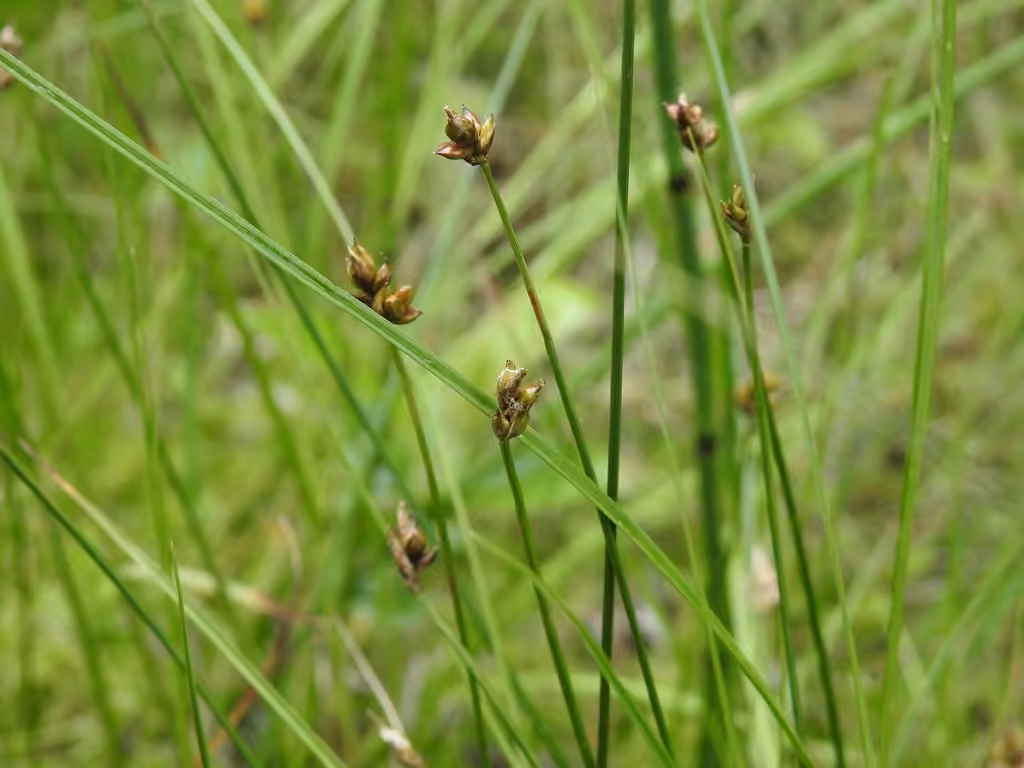 Carex à longs stolons, photo 1 sur 5