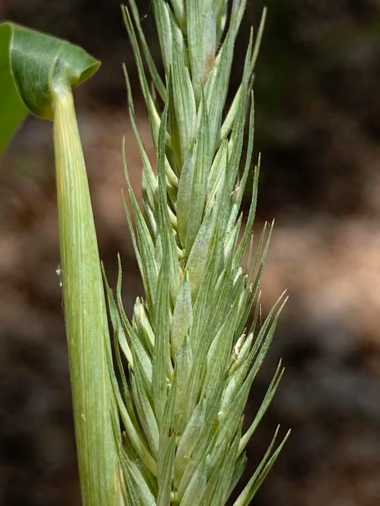 Élyme courbé, photo 2 sur 5