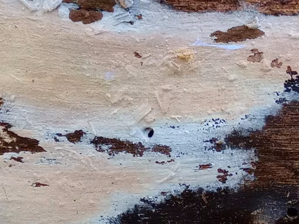 Laddered Webcrust, photo 3 sur 5