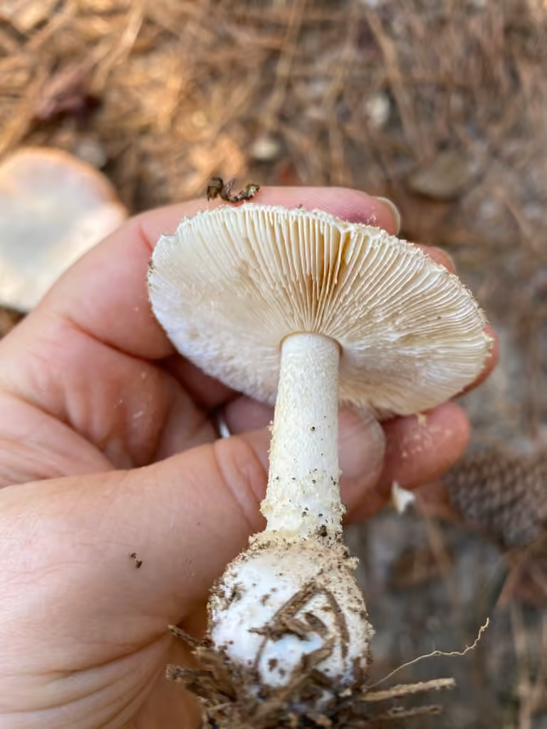 Amanite crénelée, photo 1 sur 5