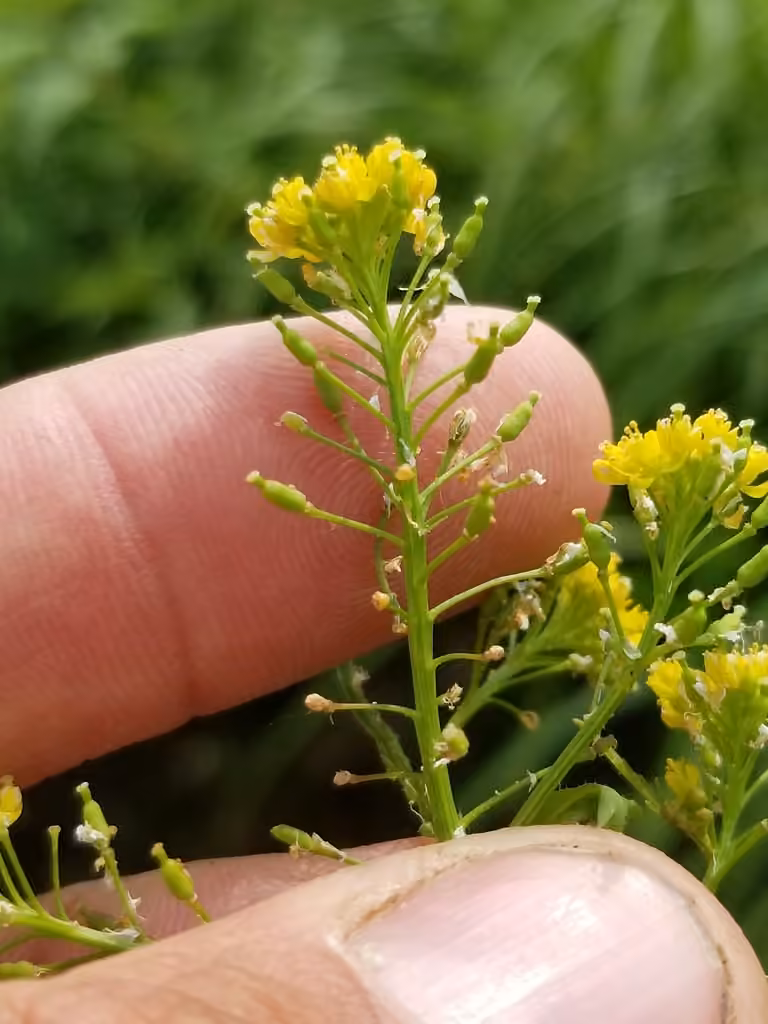 Hairy marsh yellowcress, photo 1 of 5