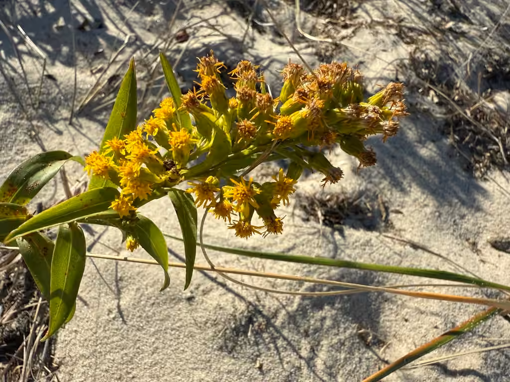 Seaside goldenrod, In fruit