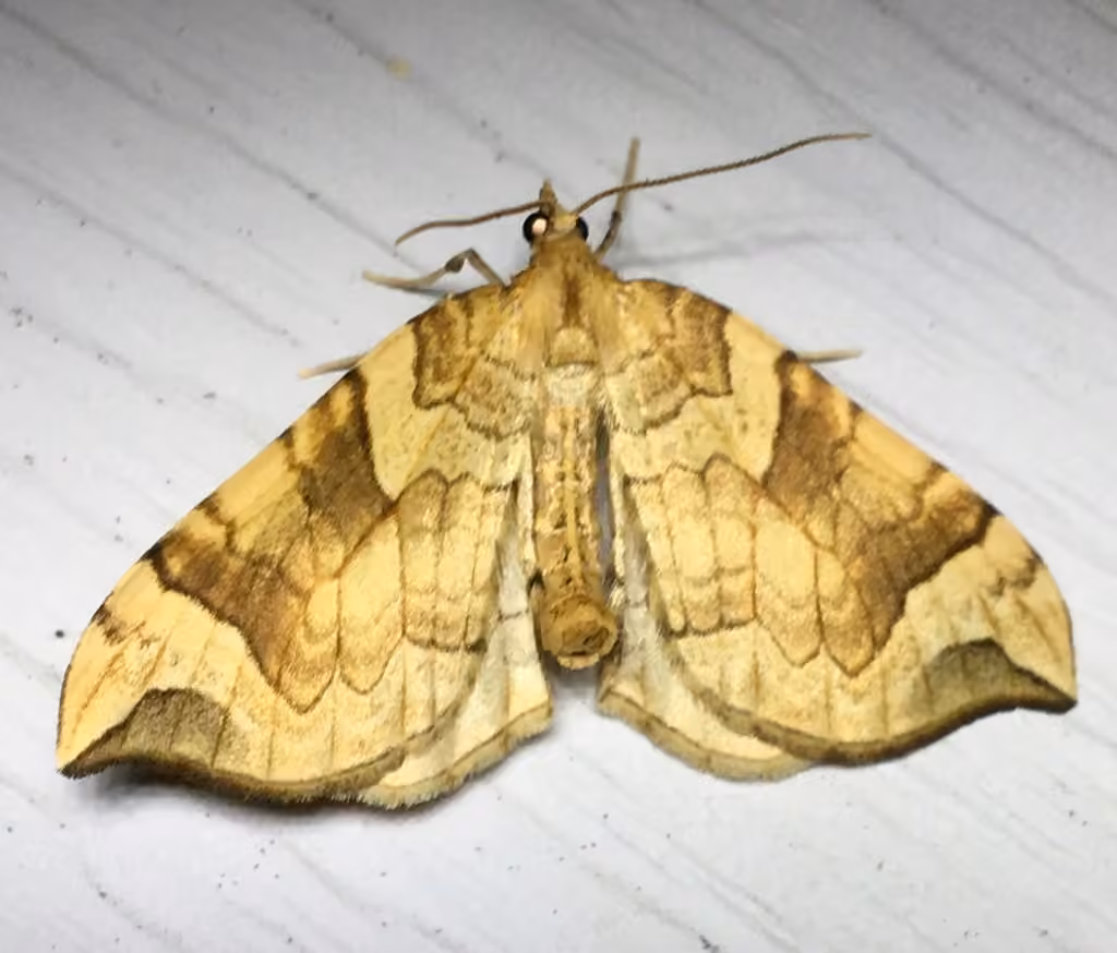 Currant Eulithis Moth
