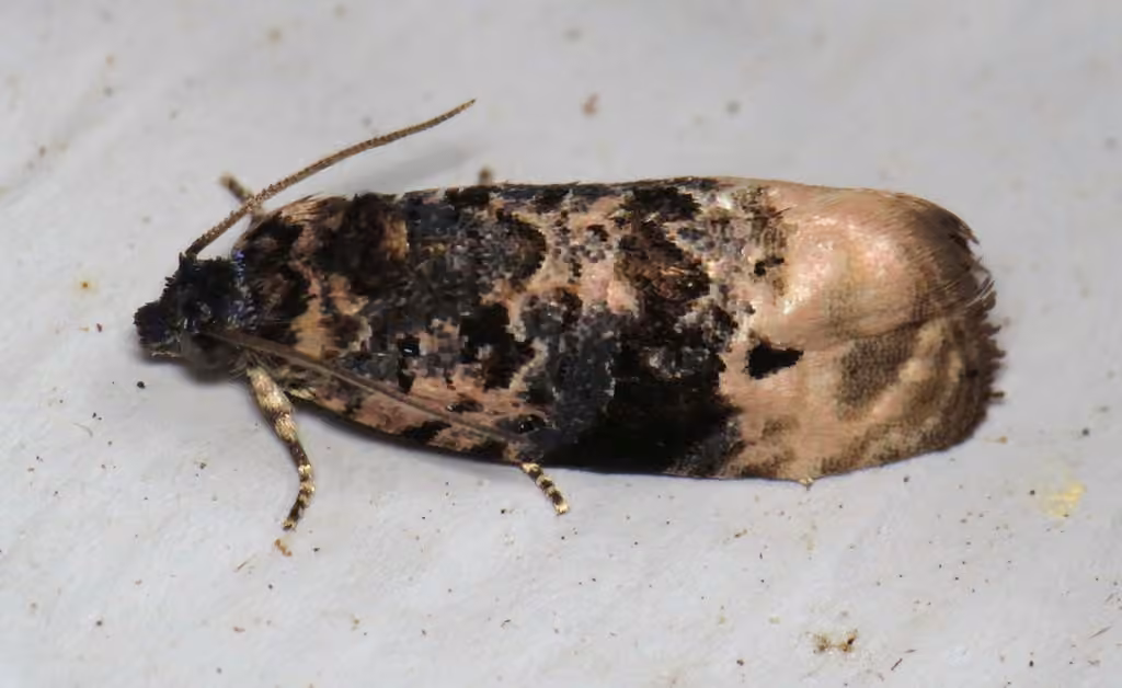 Pink-washed Leafroller Moth, photo 2 of 5