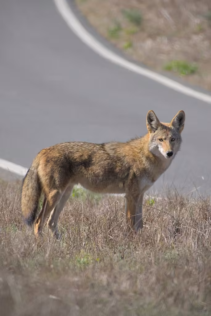 Coyote, photo 3 sur 5