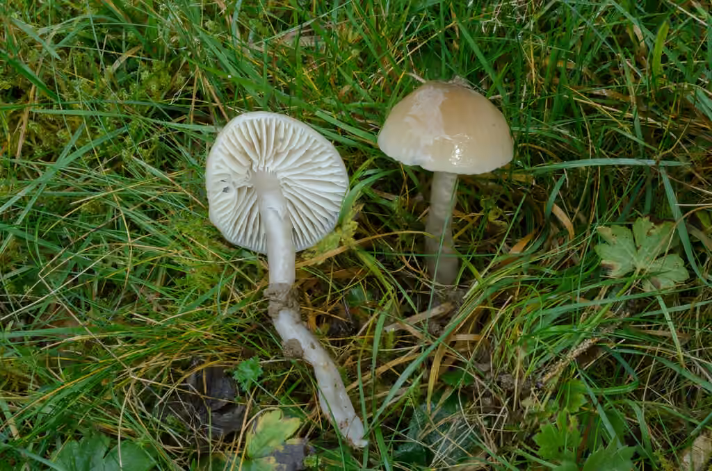 Slimy Waxcap