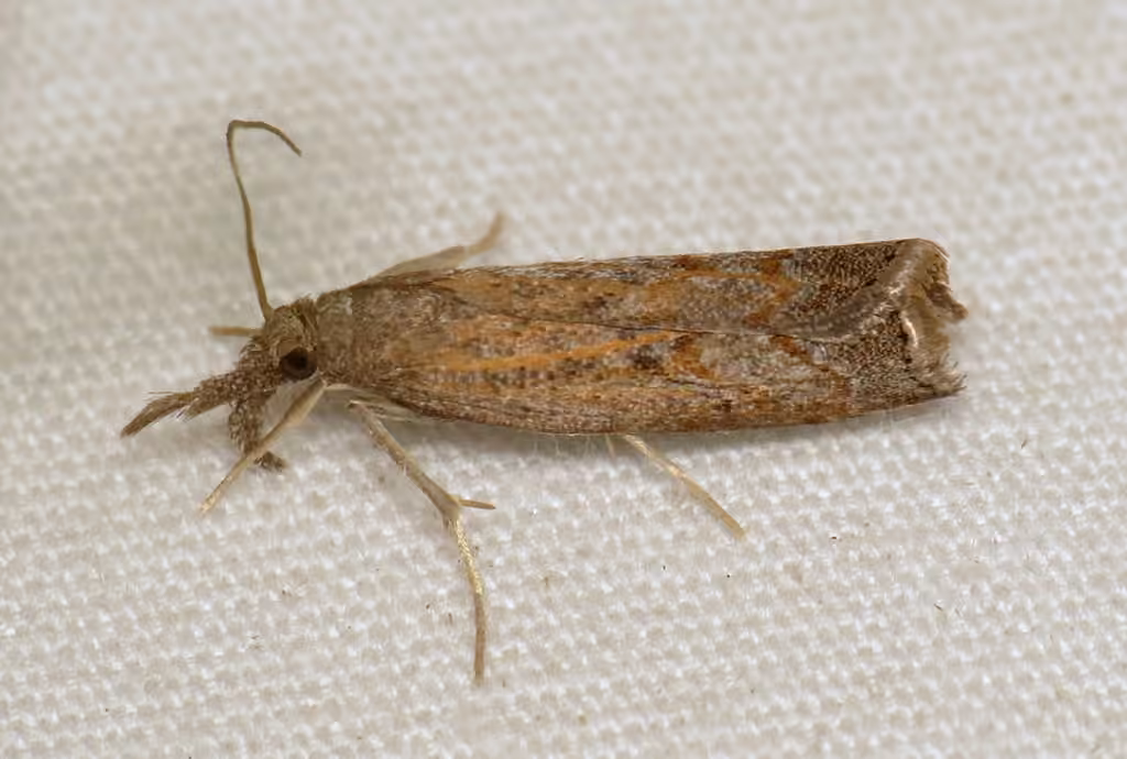 Mottled Grass-veneer, photo 2 of 5
