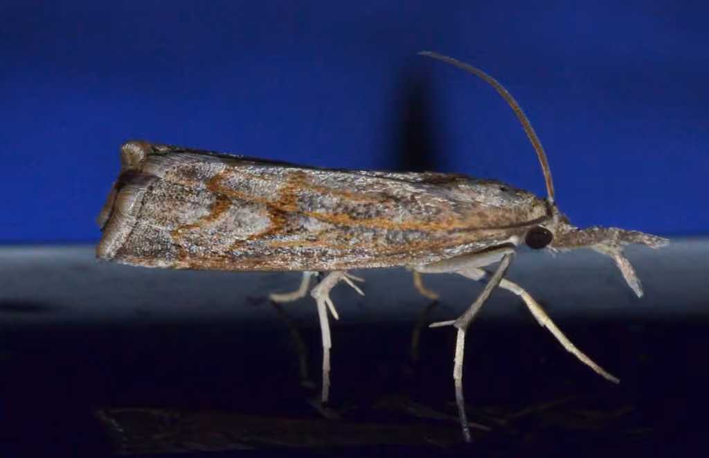 Mottled Grass-veneer, photo 1 of 5