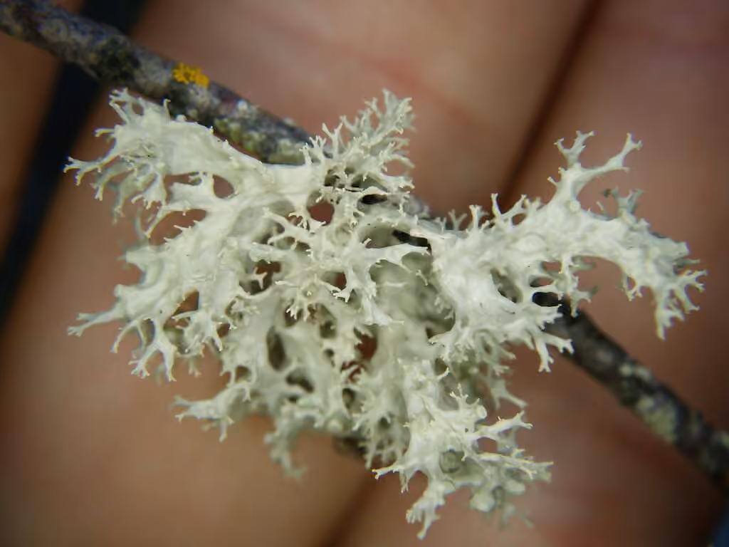 Punctured Bushy Lichen, photo 3 of 5