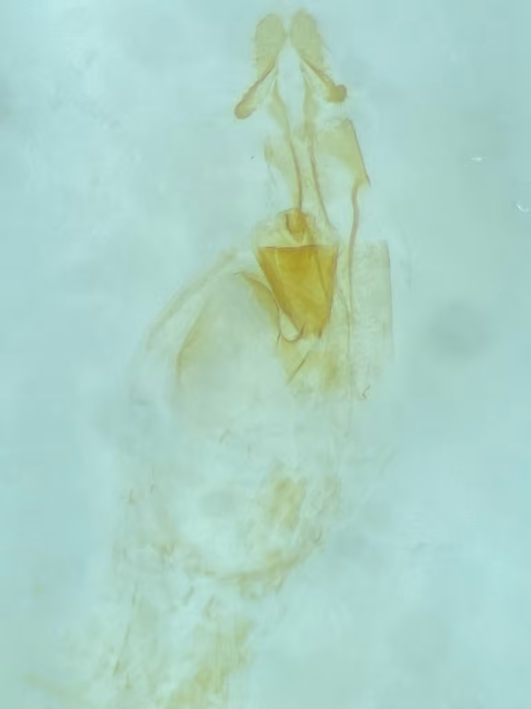 Razowski's Aethes Moth, Femelle adulte