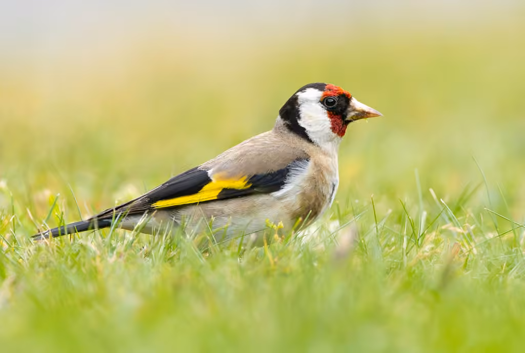 European Goldfinch, photo 2 of 5