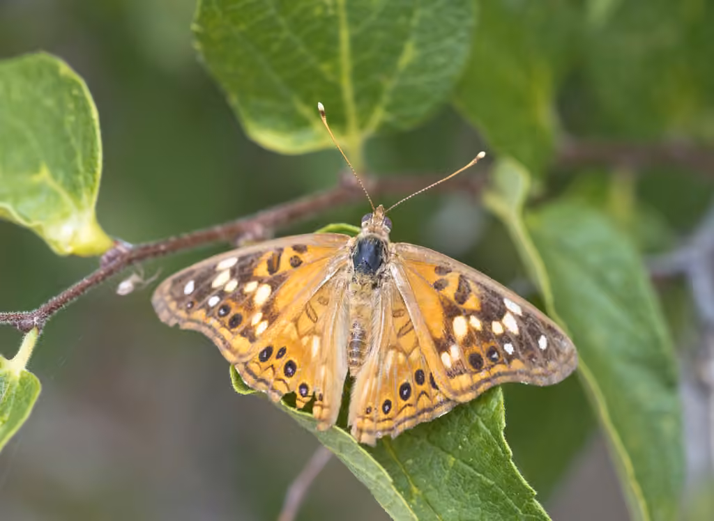 Hackberry Emperor, Male