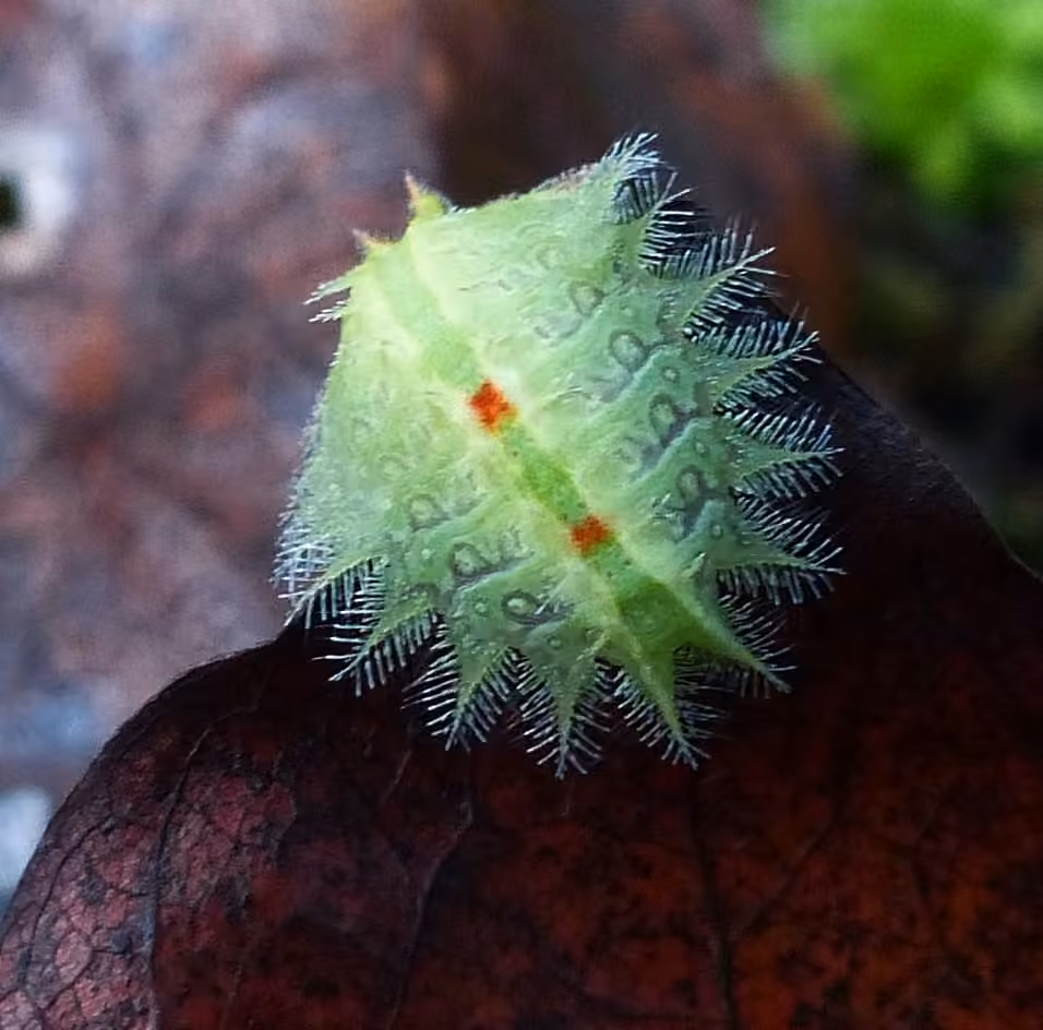 Crowned Slug Moth, Chenille