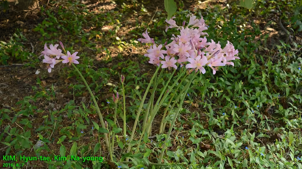 Resurrection lily, photo 1 sur 5