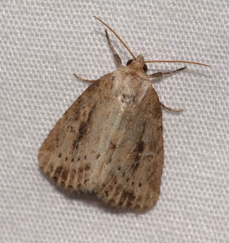 Northern Cordgrass Borer Moth, Adult