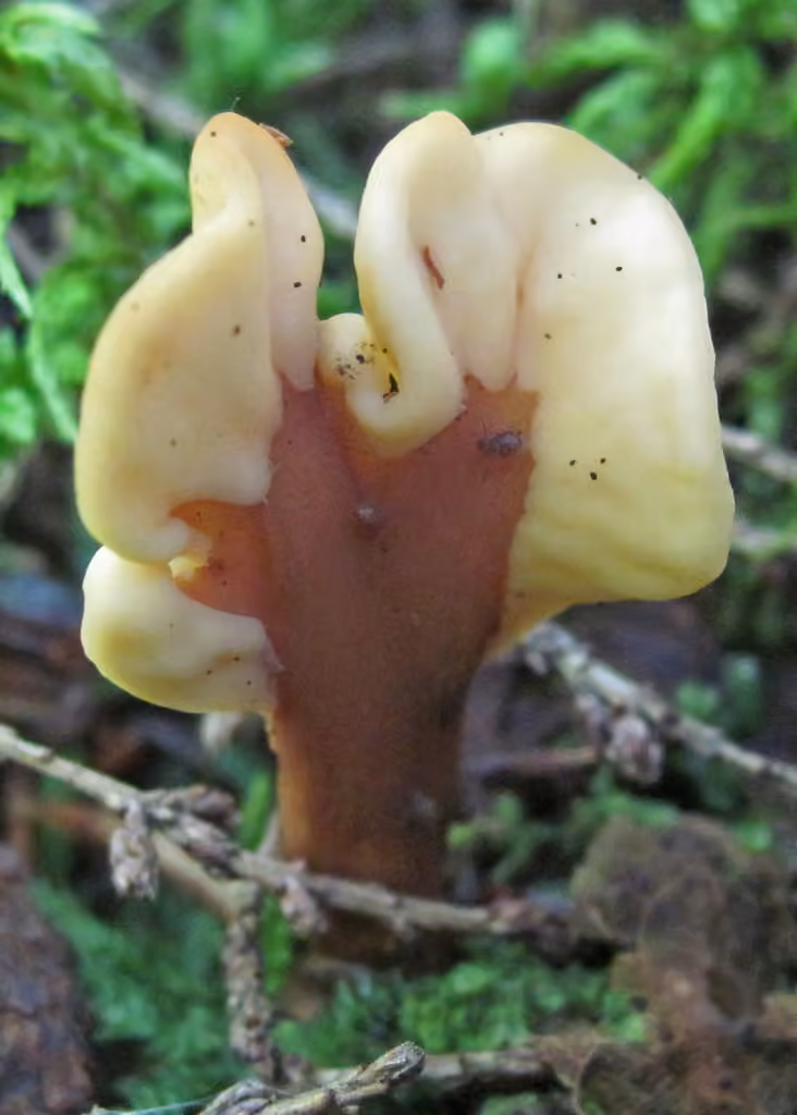 Velvet-foot Fairy Fan, photo 3 of 5