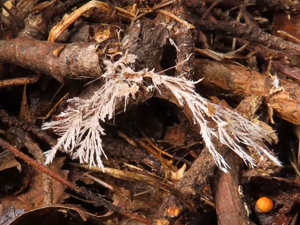 Etheirodon fimbriatum, photo 2 sur 5