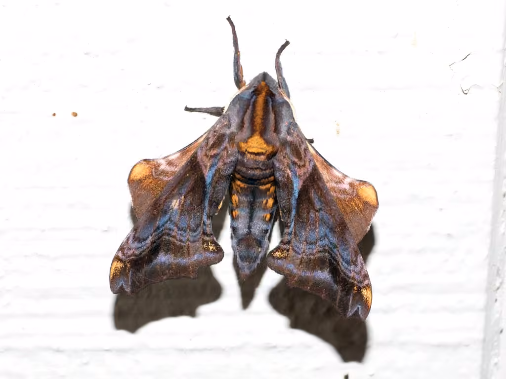 Sphinx myope, Adulte