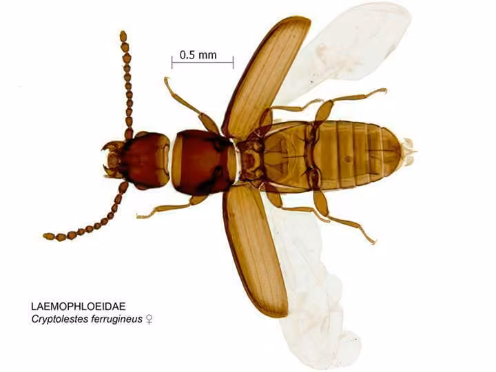 Rusty Grain Beetle, photo 3 of 5
