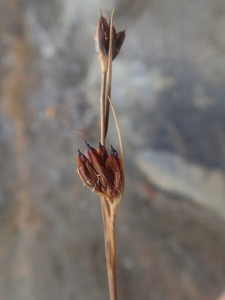 Chestnut rush, In fruit