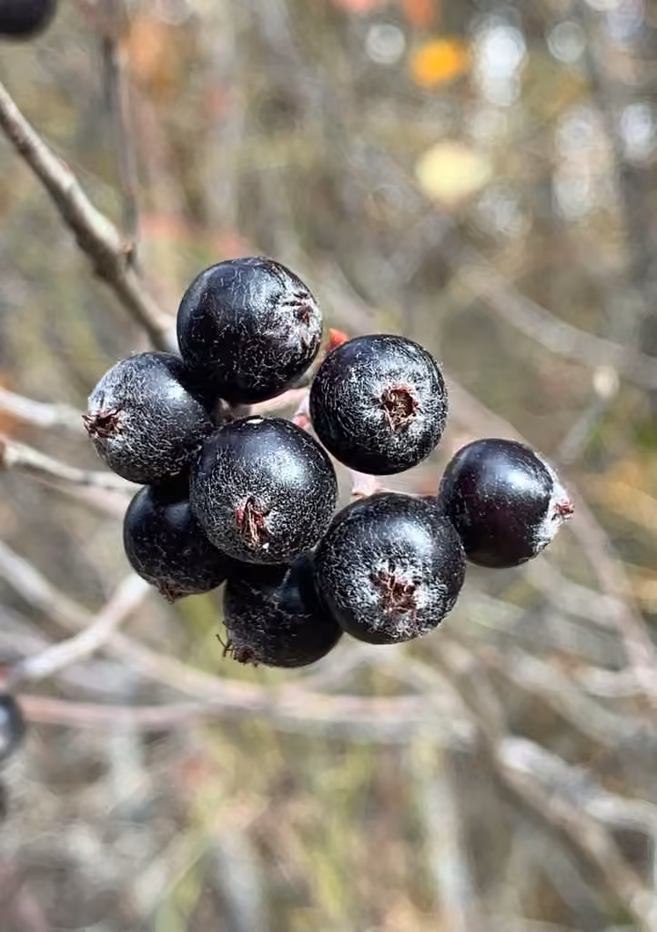 Aronie à fruits noirs, En fruits