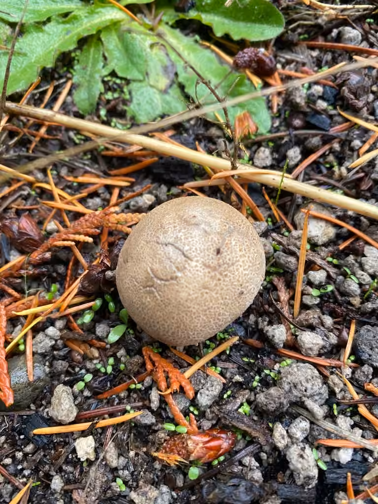 Dwarf Bovist, photo 3 of 5