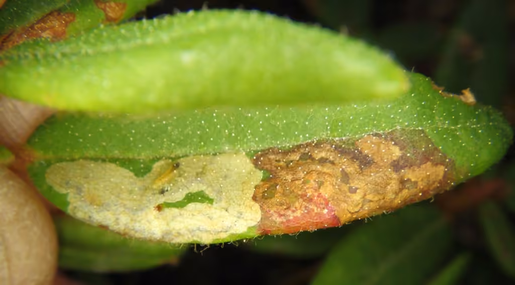 Labrador Tea Leaf Miner, Caterpillar