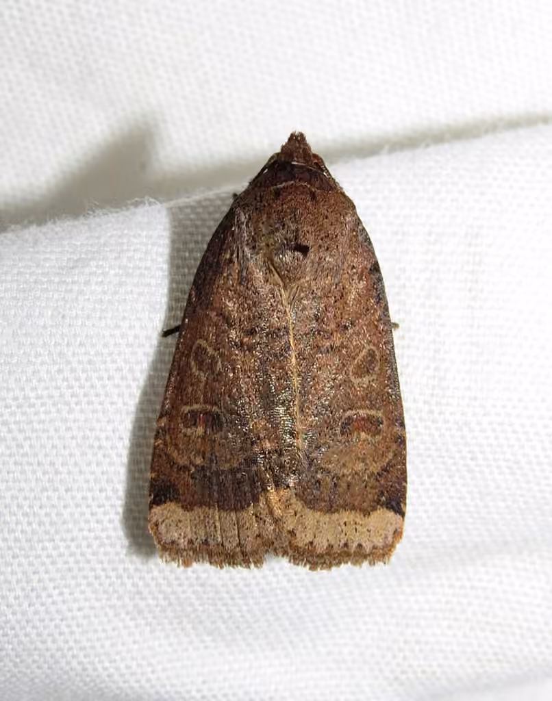Greater Red Dart, Adulte
