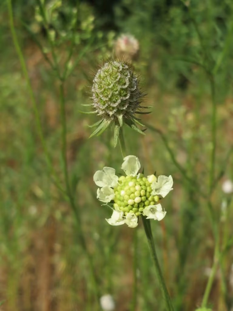 Scabieuse jaune pâle, photo 3 sur 5