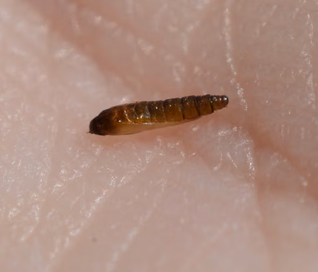 Aspen Serpentine Leafminer Moth, Pupa