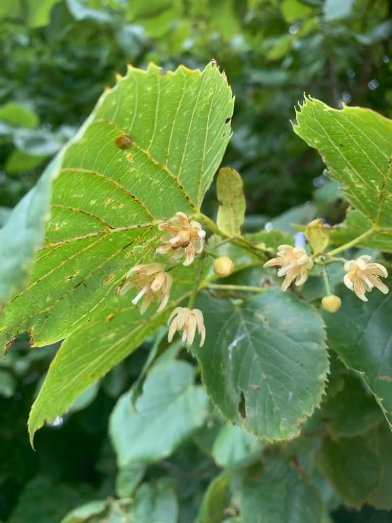 Tilleul d'Amérique, En fleurs