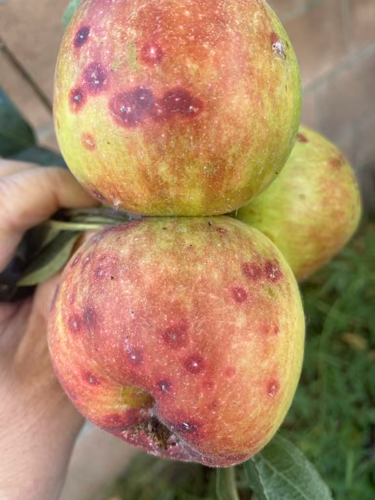 Tavelure des pommes, photo 2 sur 5