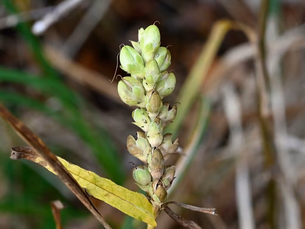 White turtlehead, In fruit