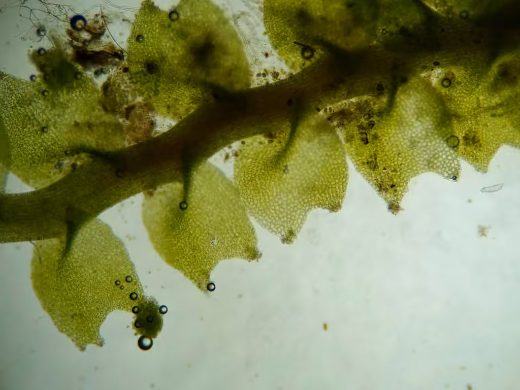 Forest Notchwort, photo 3 of 5