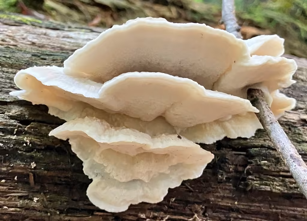 Polypore blanc de neige