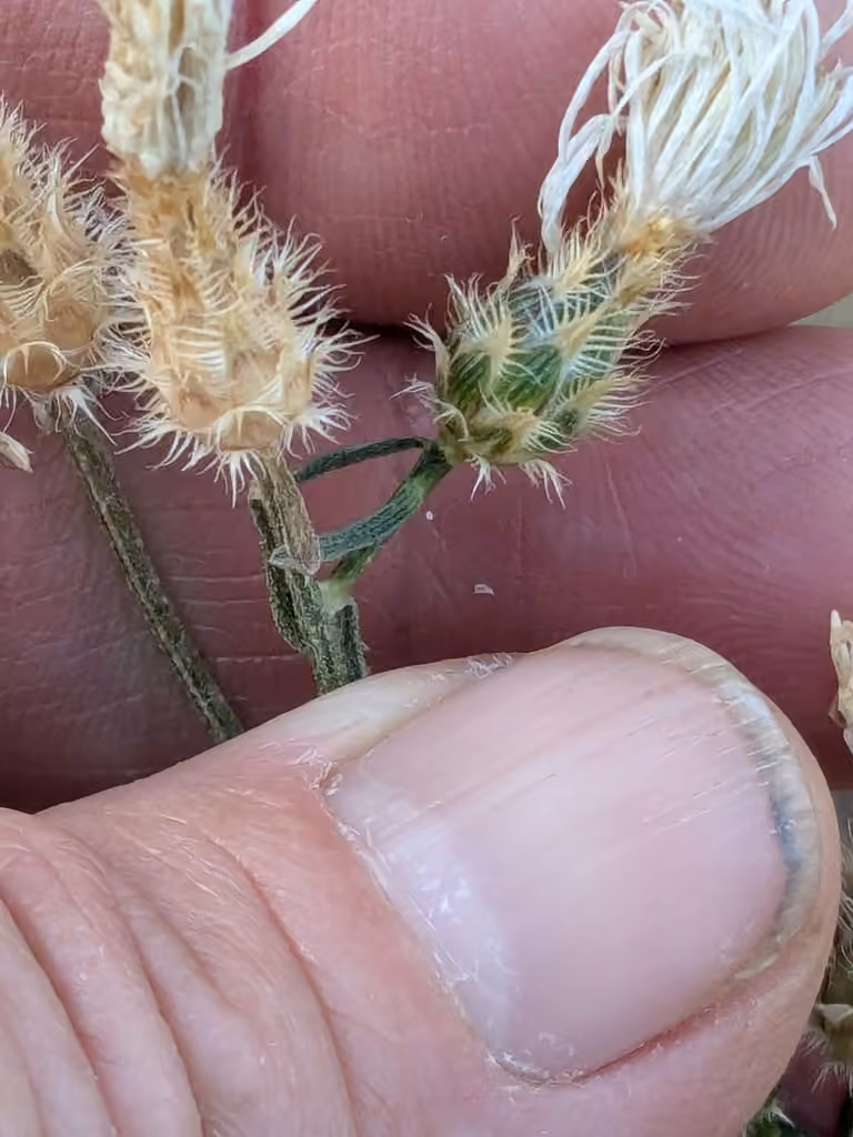 Diffuse knapweed, In flower