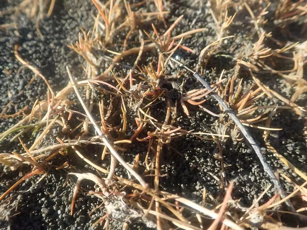 Creeping alkaligrass, No flowers or fruits