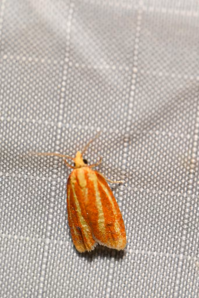 Three-streaked Sparganothis Moth, Adult