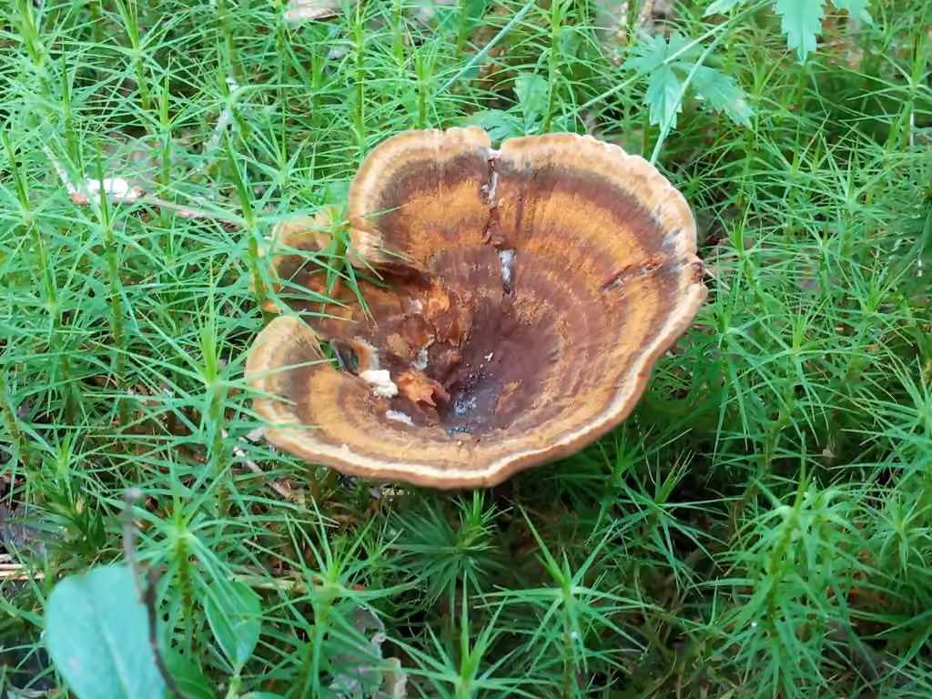 Polypore persistant