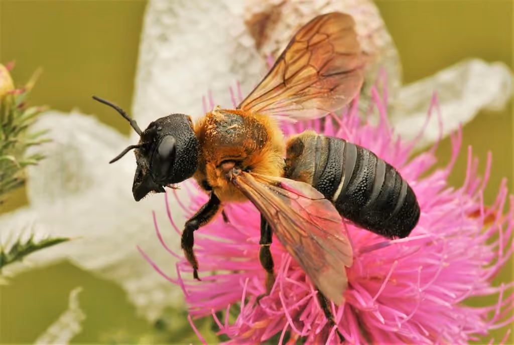 Sculptured Resin Bee, photo 1 of 5
